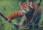 (image for) Red Panda